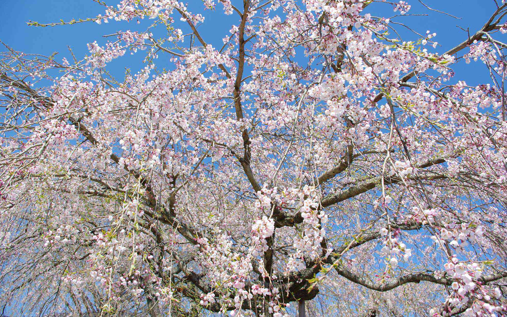 桜はよいぞ・・・。