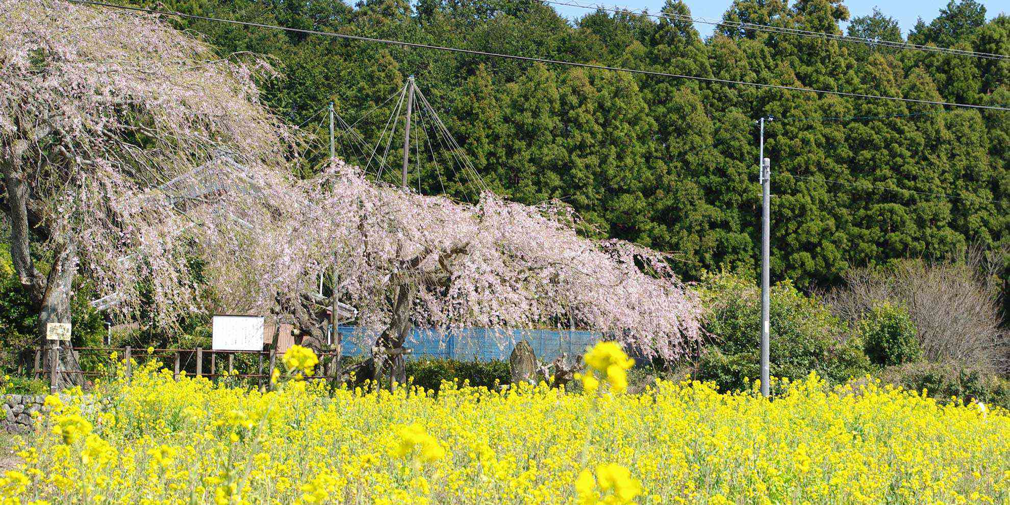 宝円寺の枝垂れ桜