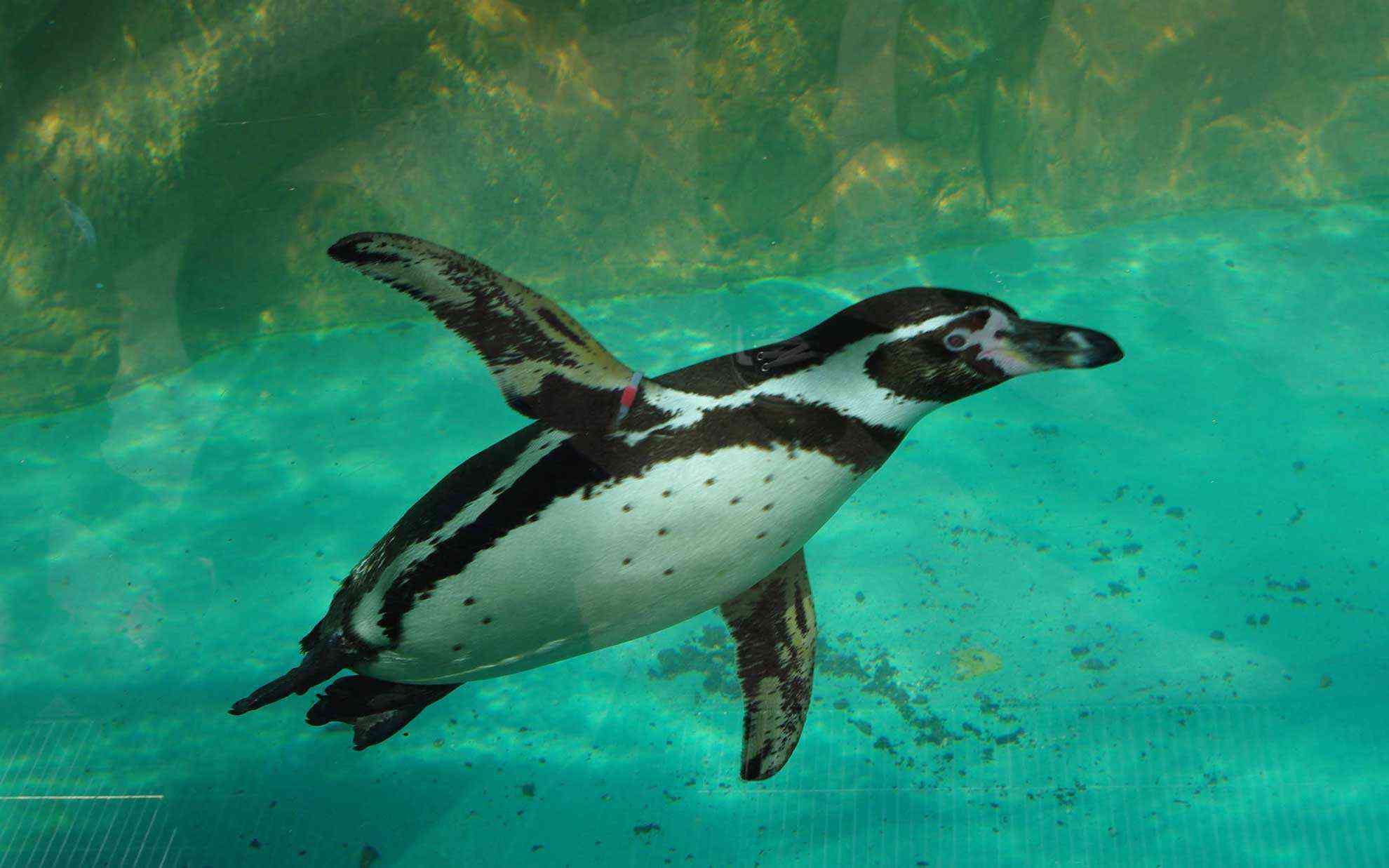 水中を飛ぶペンギン