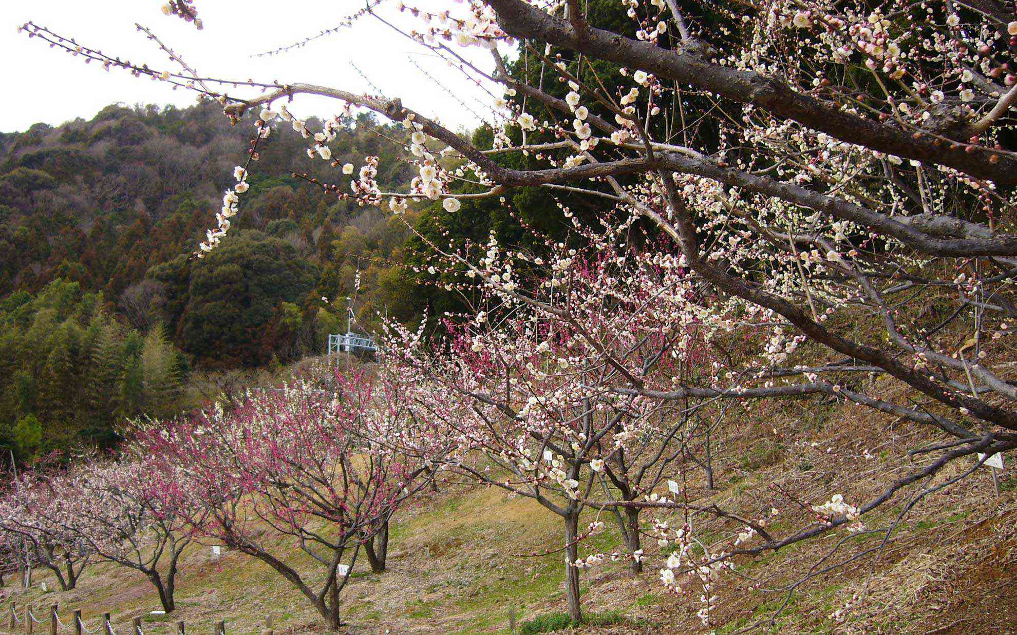 赤塚山公園の梅園は種類が多くて楽しい。