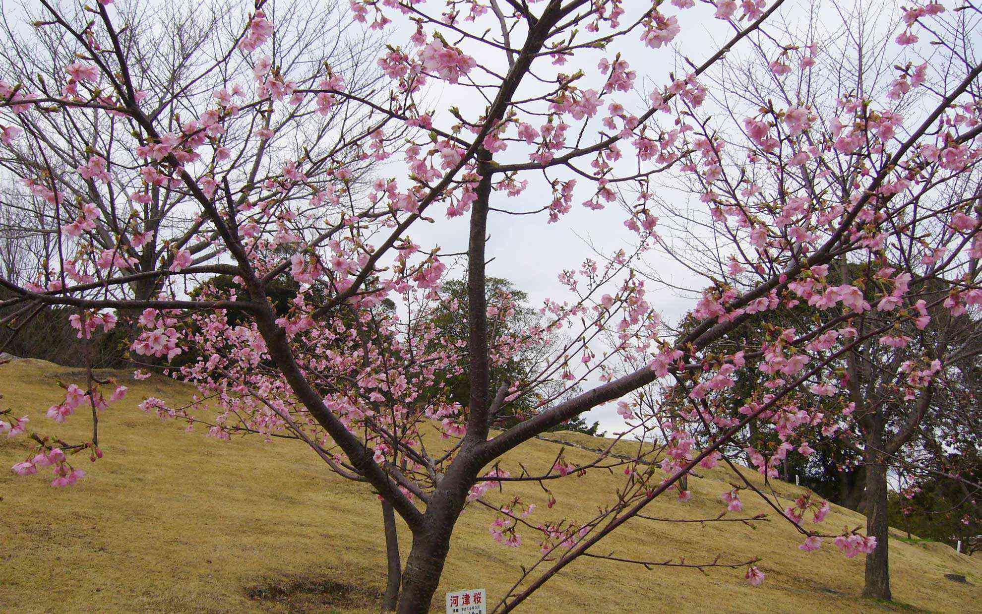 河津桜はこれから大きく成長していく感じ。