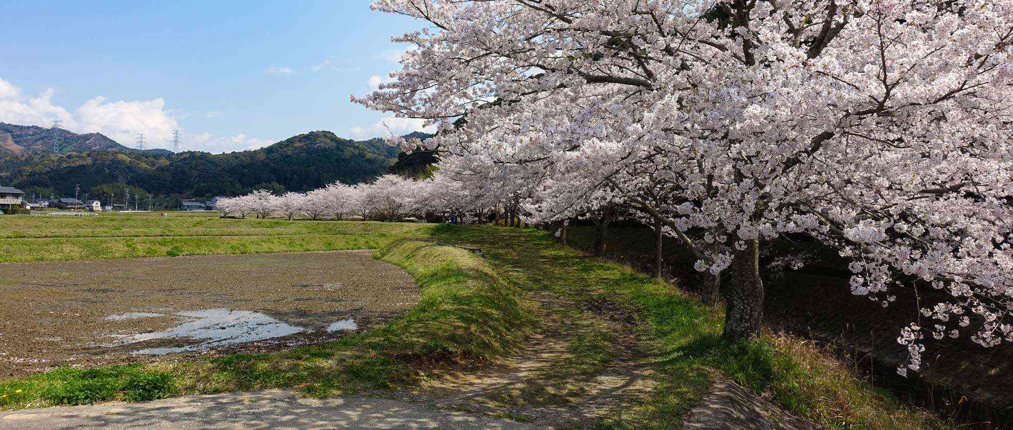 桜は良い・・・