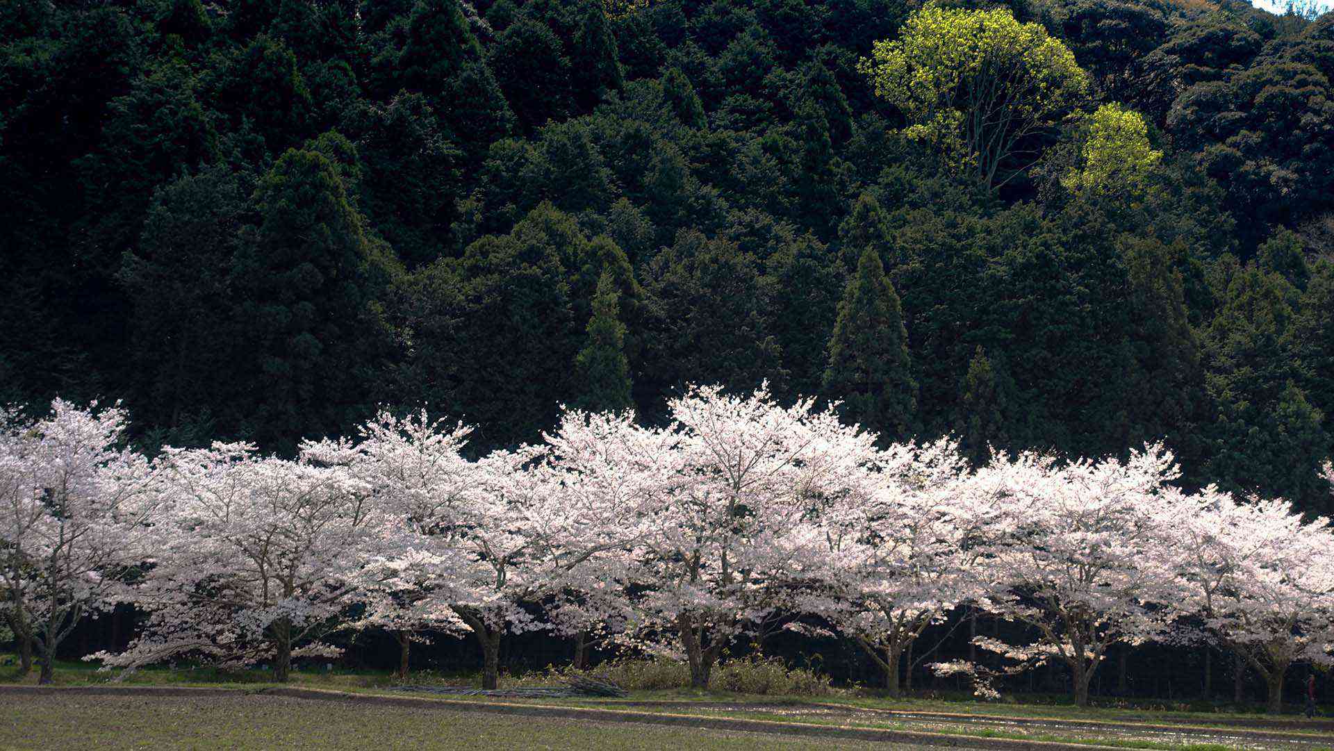 4月始めに撮った桜