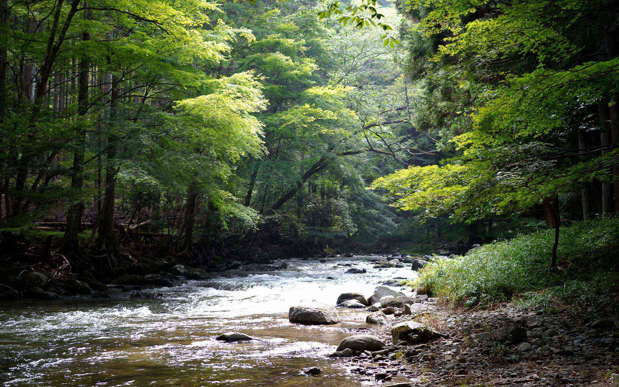 山で涼みに行った時にかろうじて撮った写真