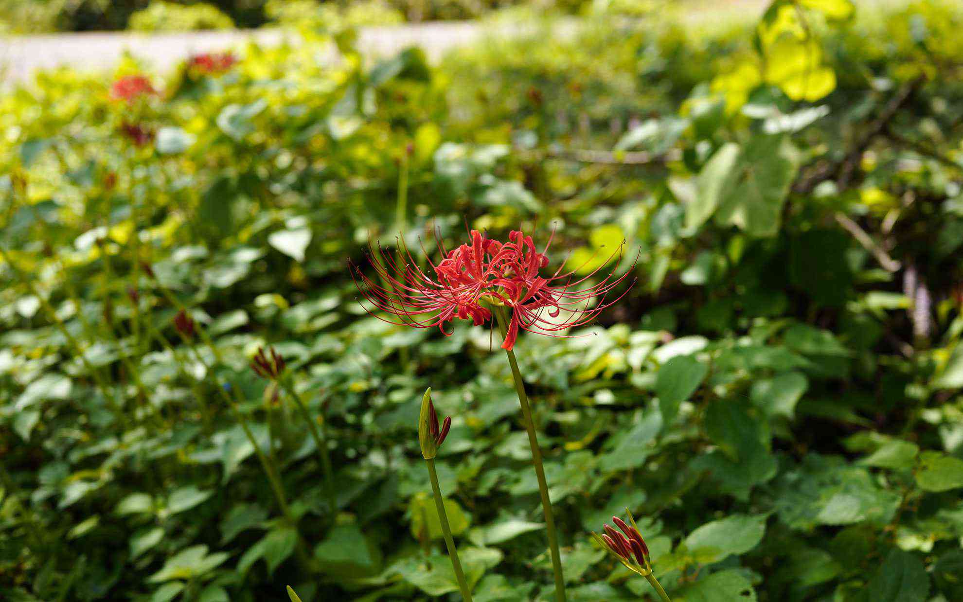 曼珠沙華の花 曼珠沙華の花