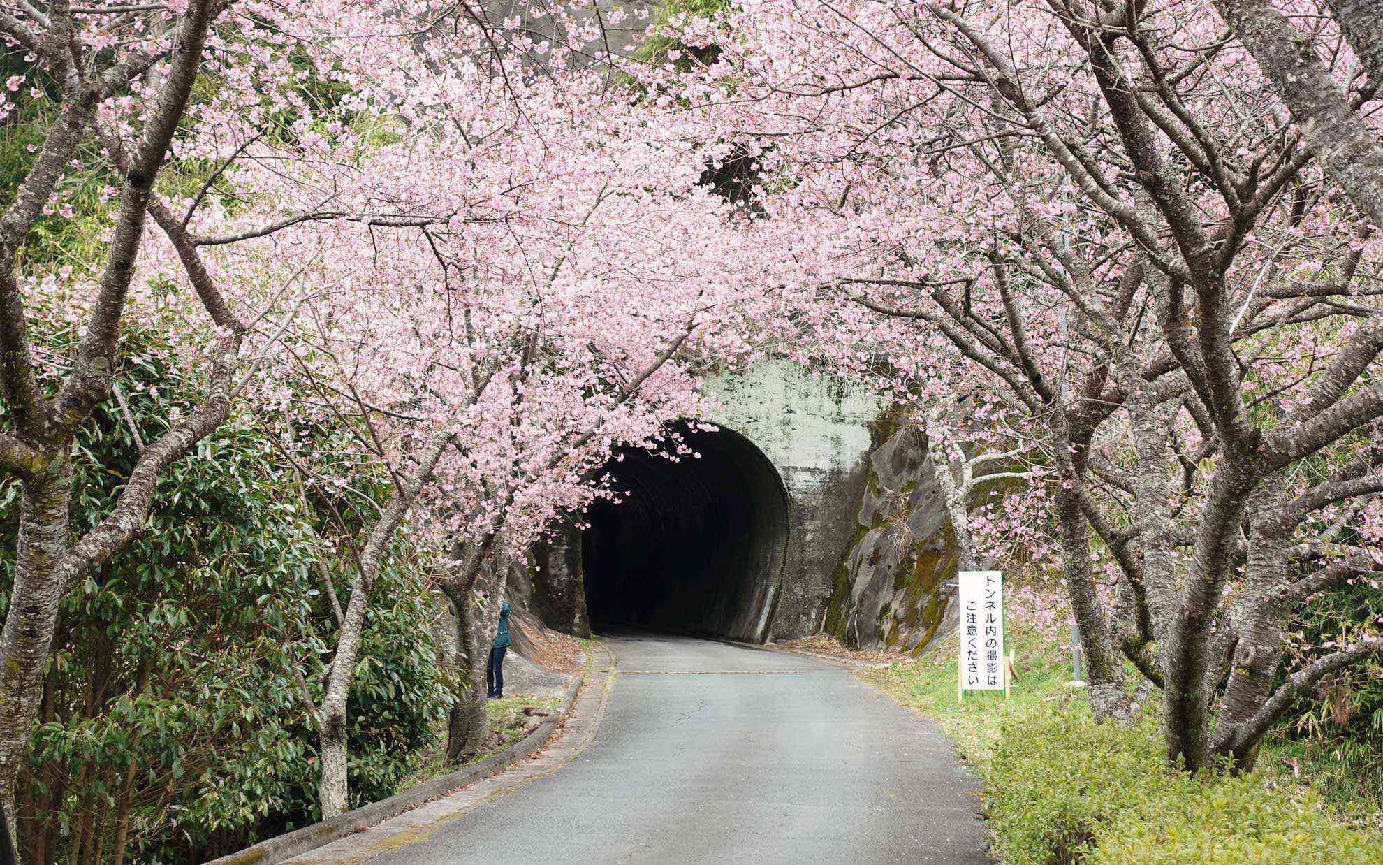 長篠河津桜