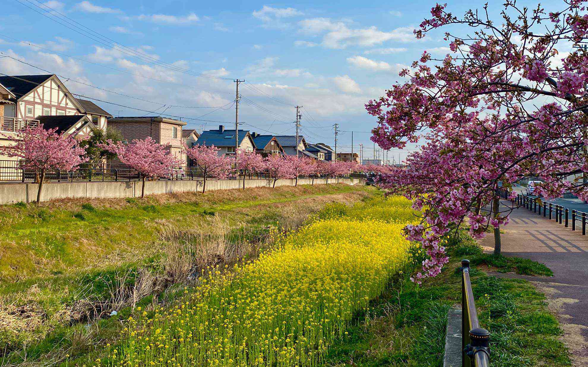 西瀬古川の河津桜