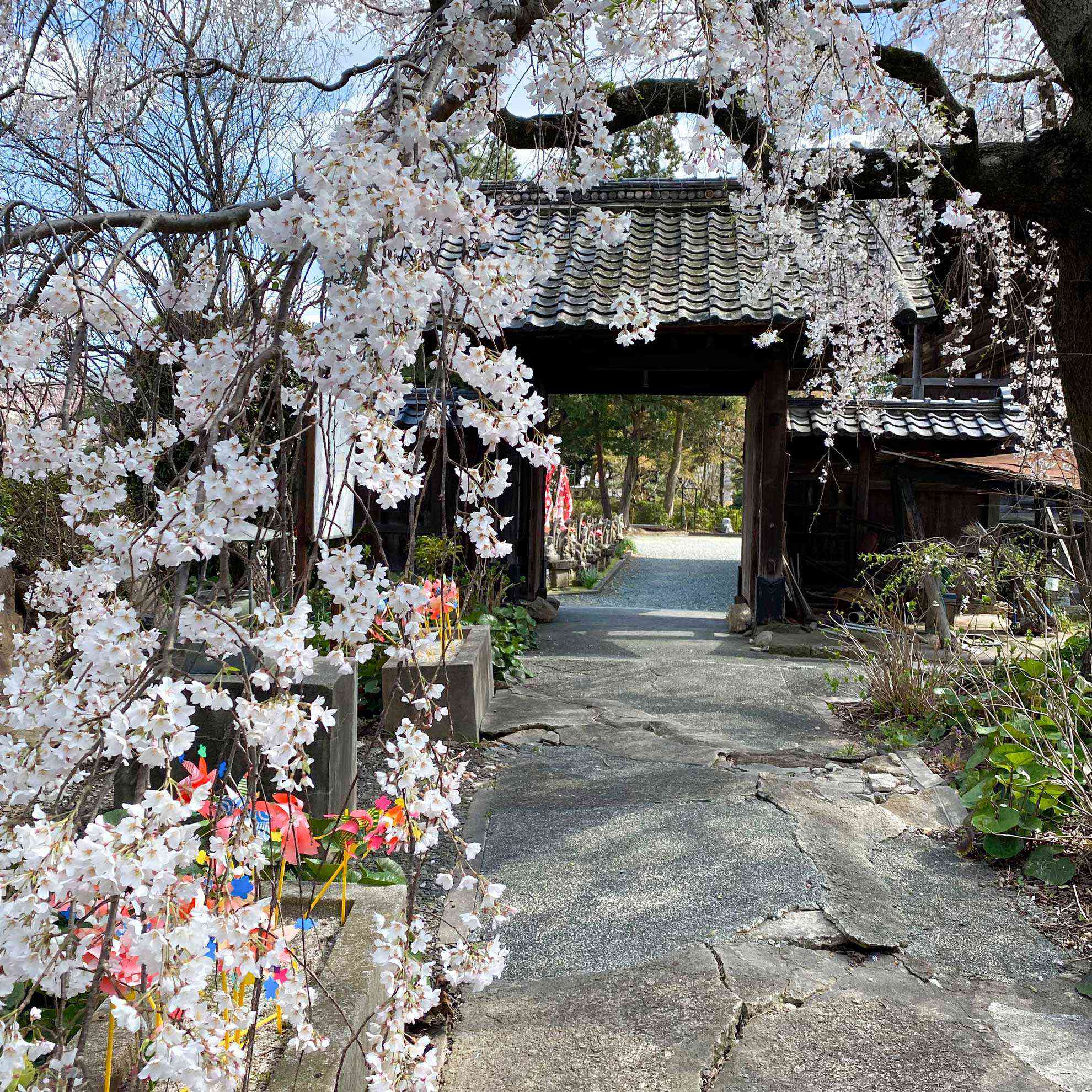 三明寺の枝垂れ桜