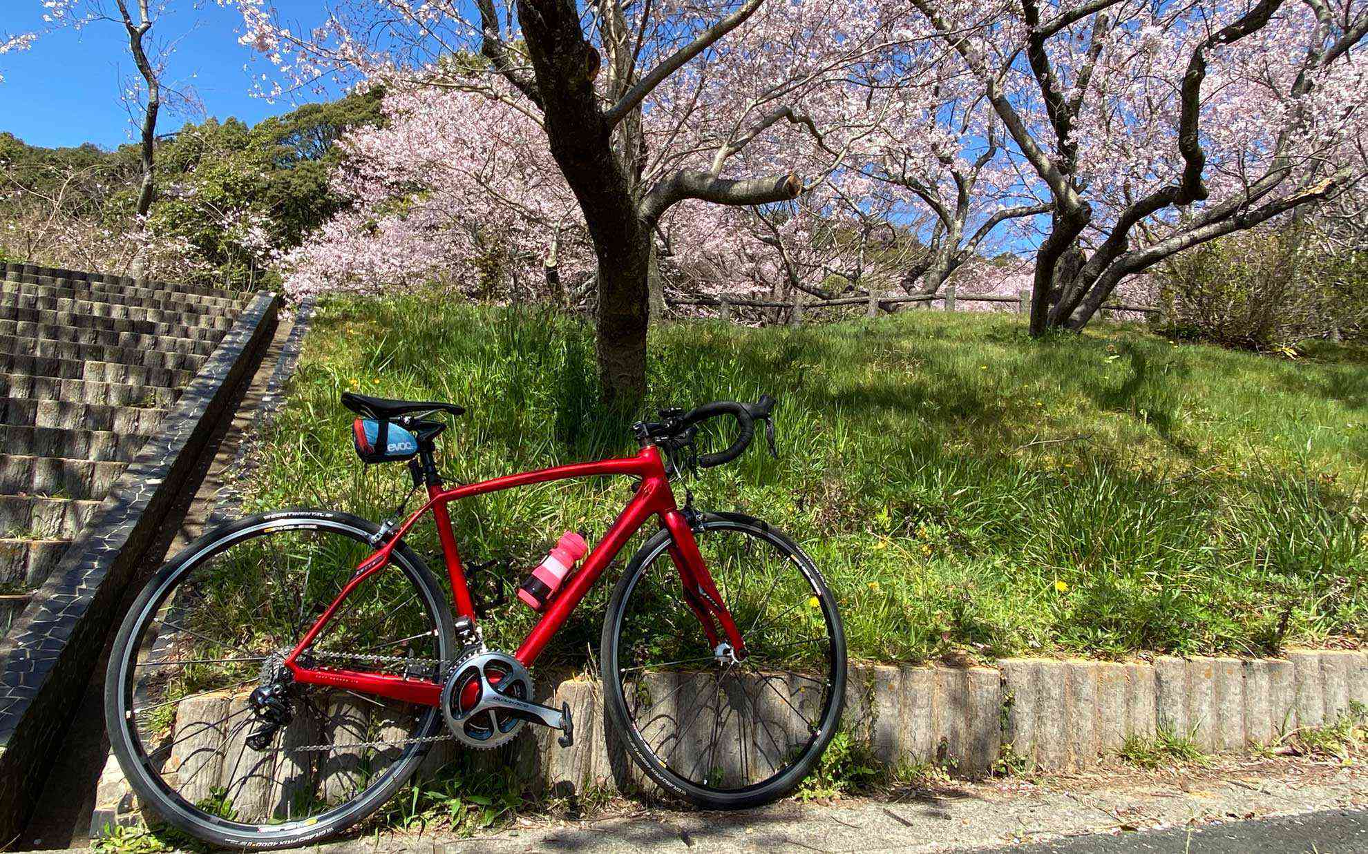 快晴かつ満開という幸運に恵まれました。