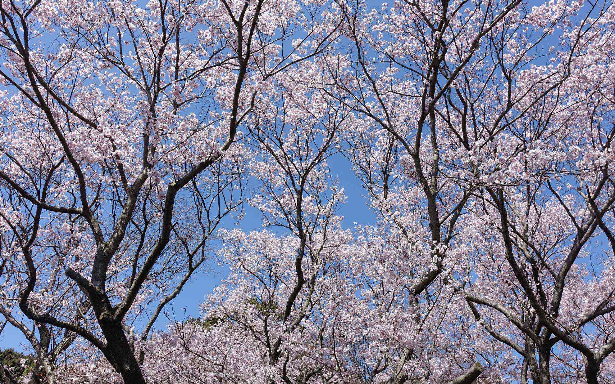 春です。