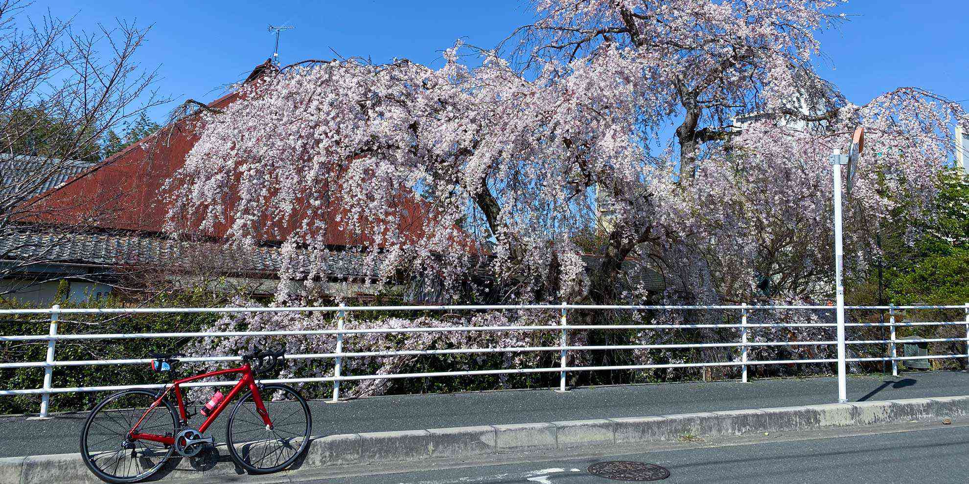 桜をもとめ東へ西へ