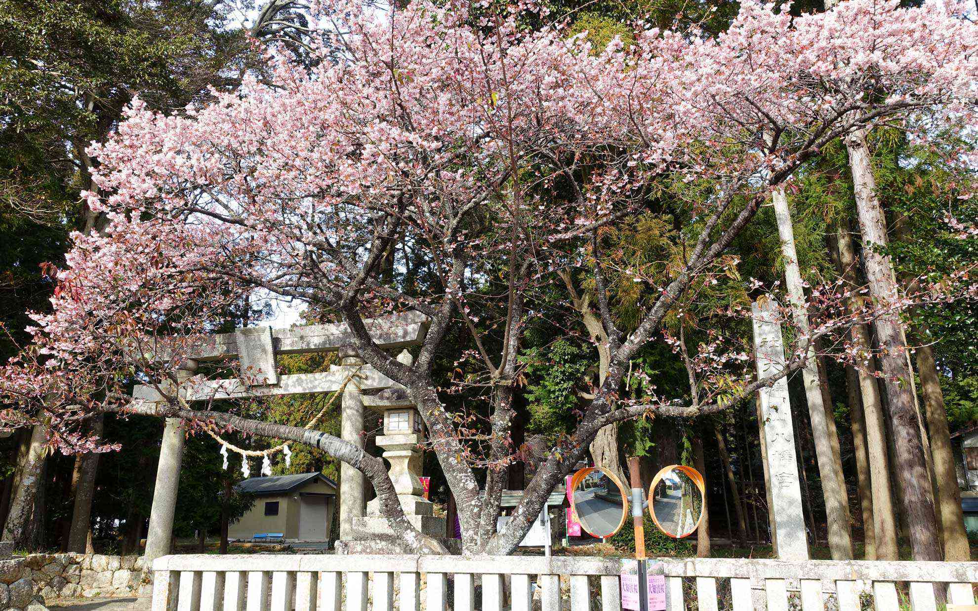 鳥居に立派な桜