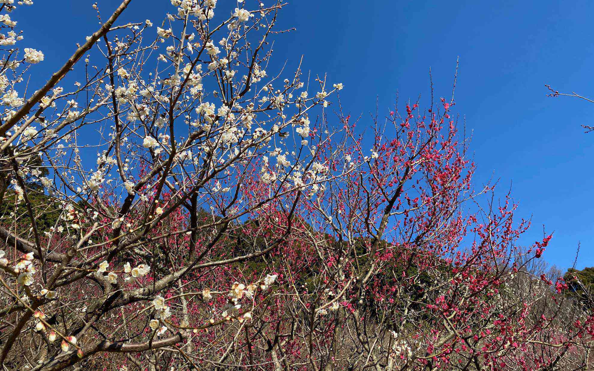 赤塚山公園の梅園