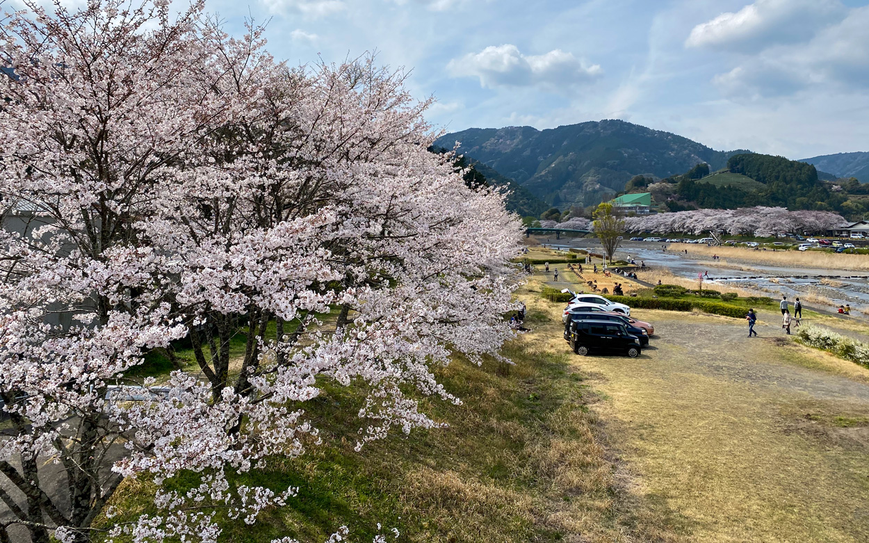 大井川の支流、家山川の堤防沿いの桜