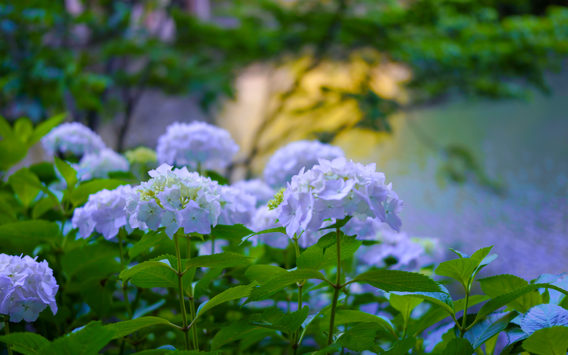 白い紫陽花