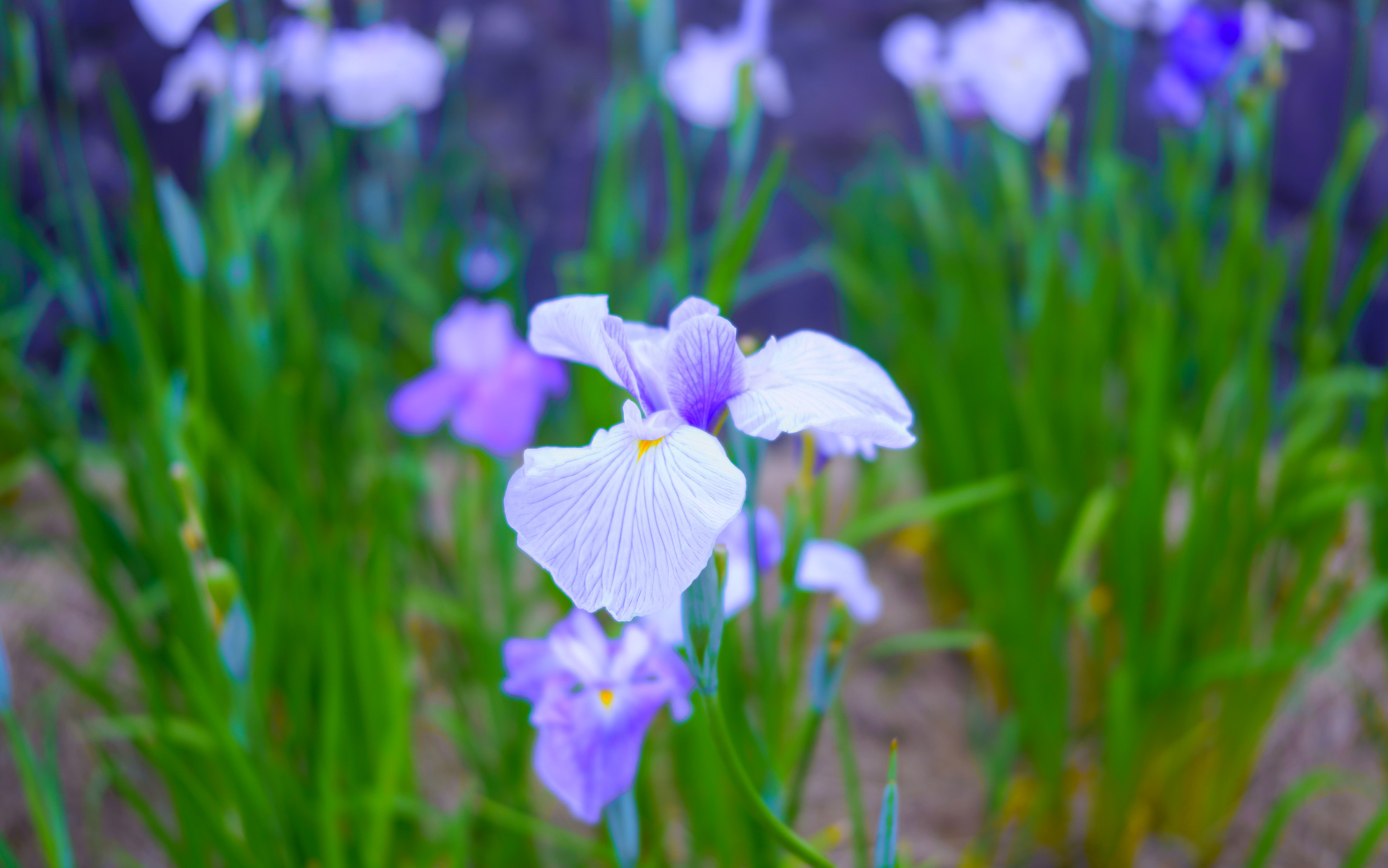 菖蒲のやわらかな花弁