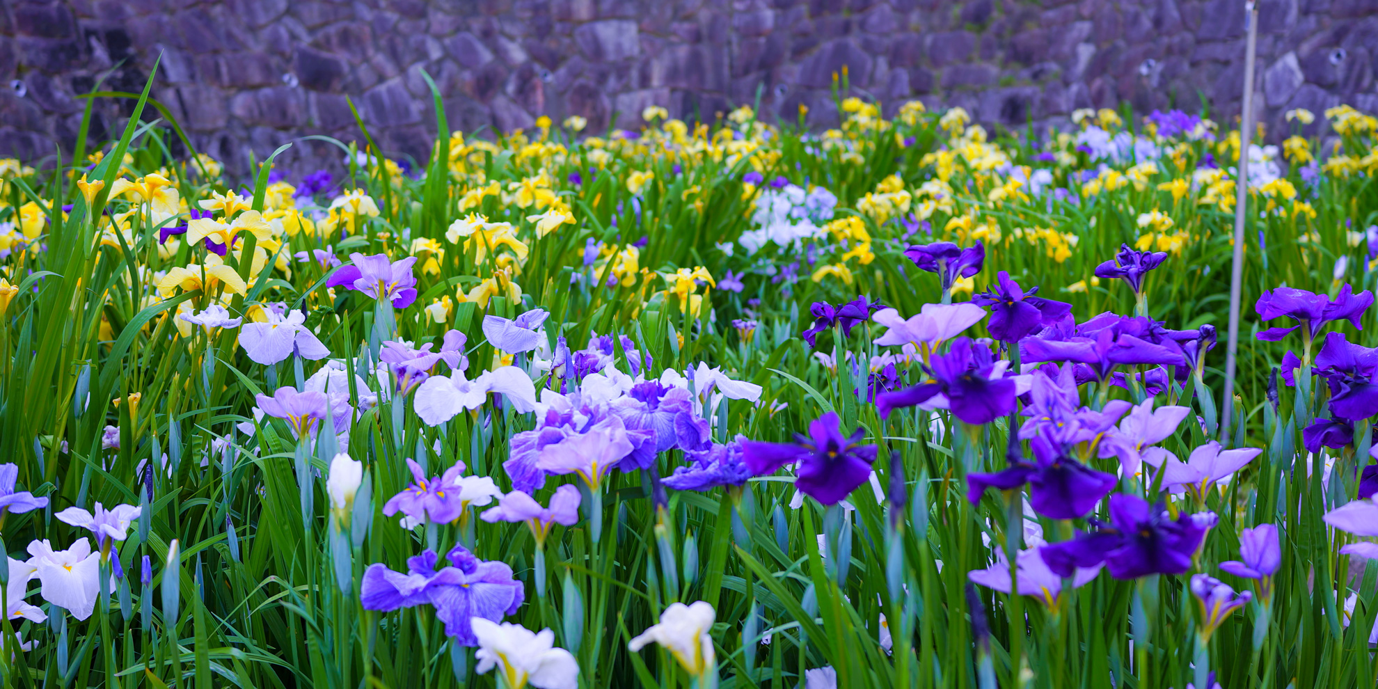 赤塚山公園の菖蒲