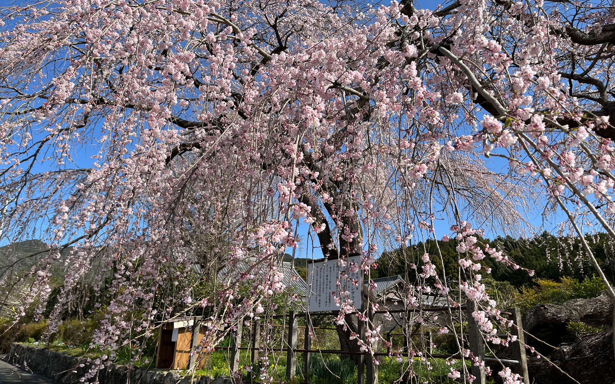 宝円寺の枝垂れ桜