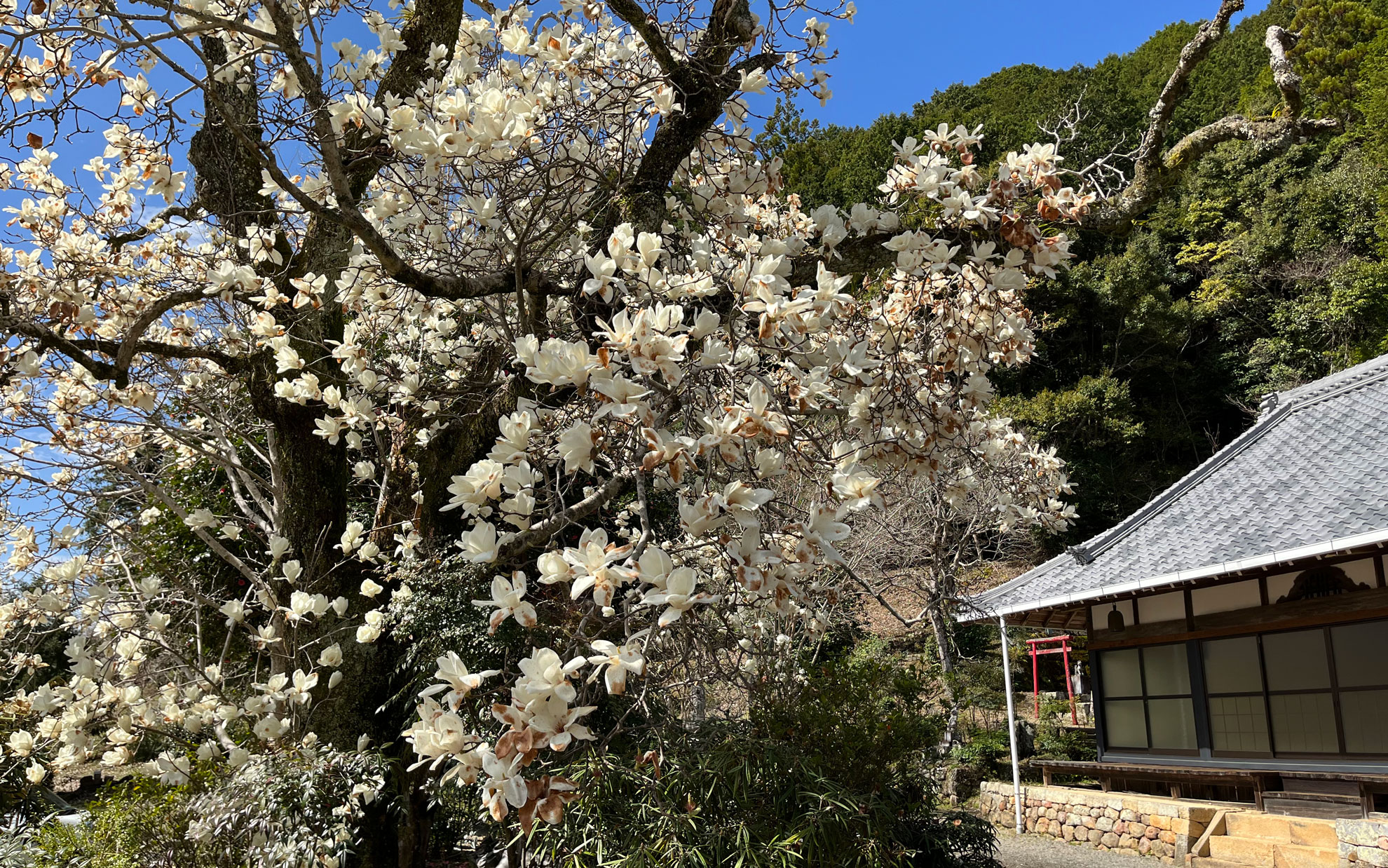 大徳寺のモクレン