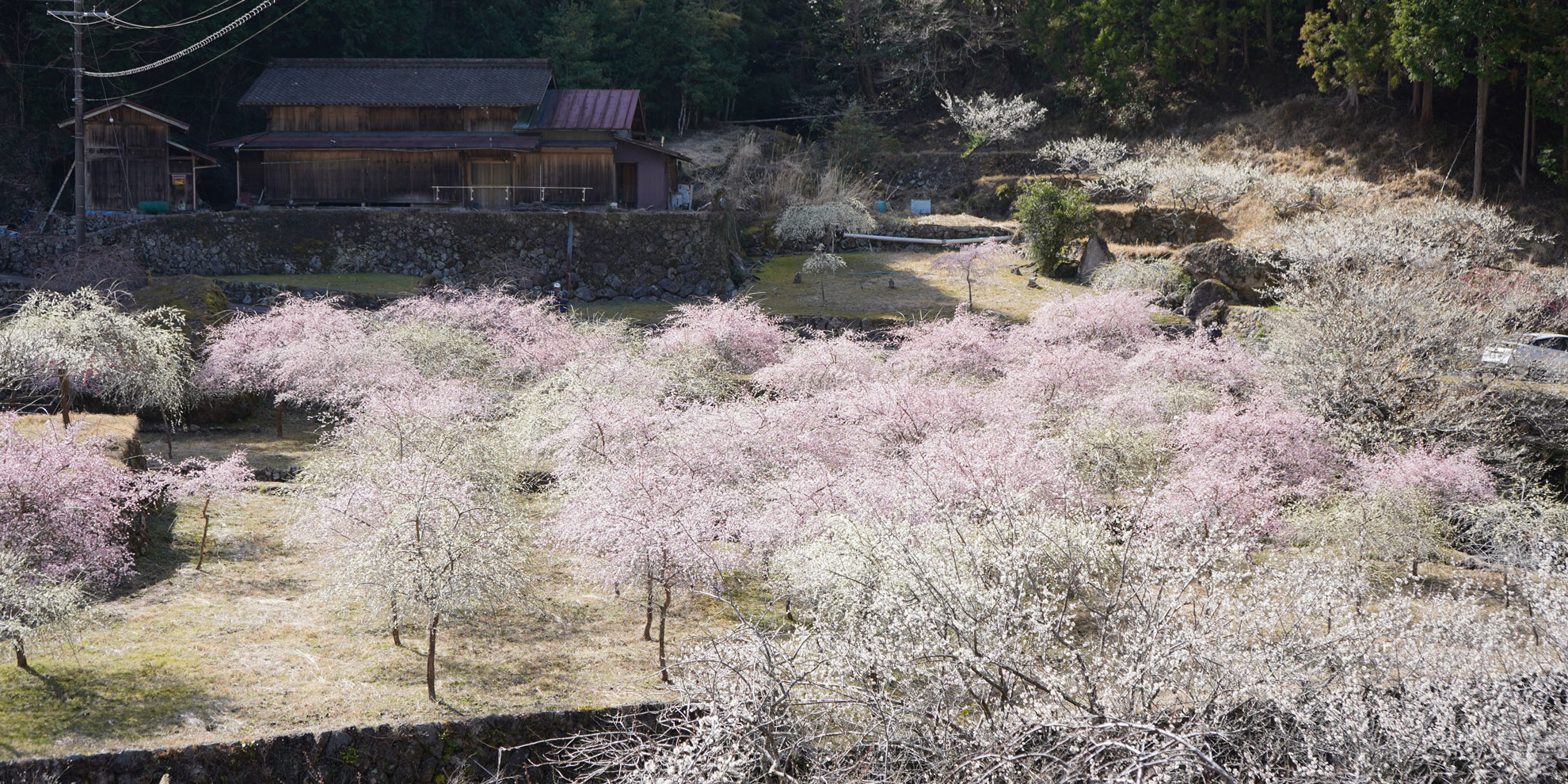 川売（かおれ）の梅と本長篠の河津桜