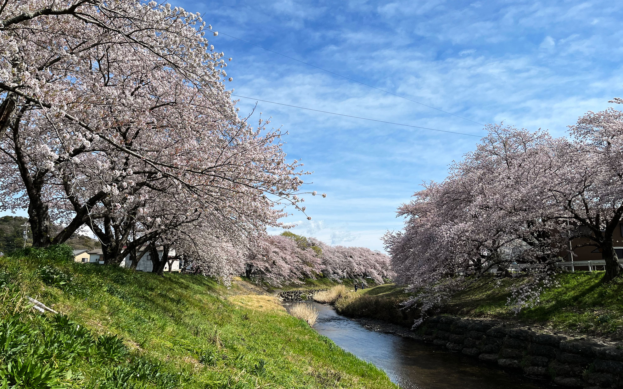 音羽川の堤防を歩くのが楽しい