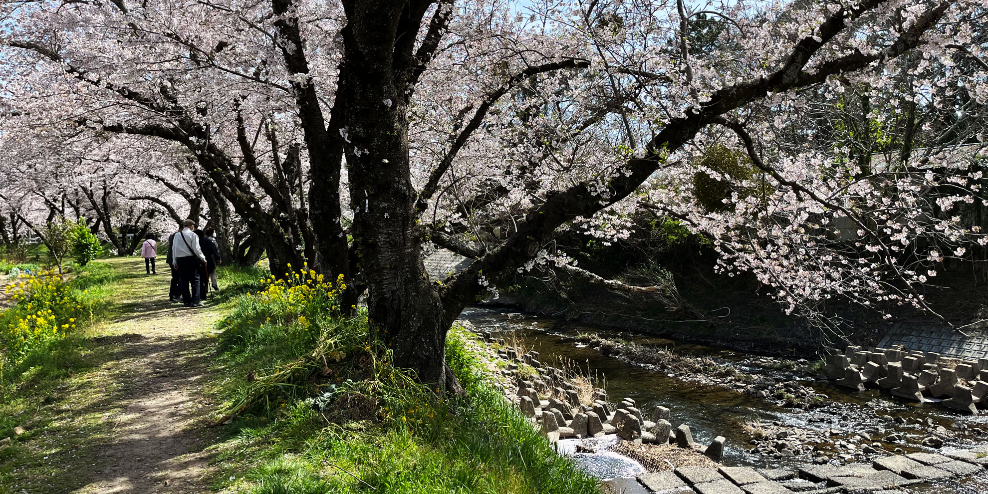 いつもとは違う桜の名所へ