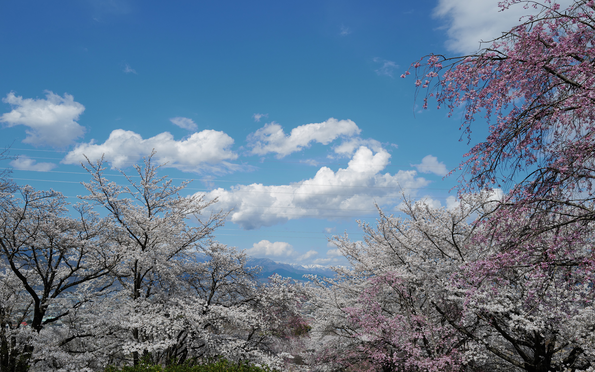 こんな公園があるのは羨ましい。