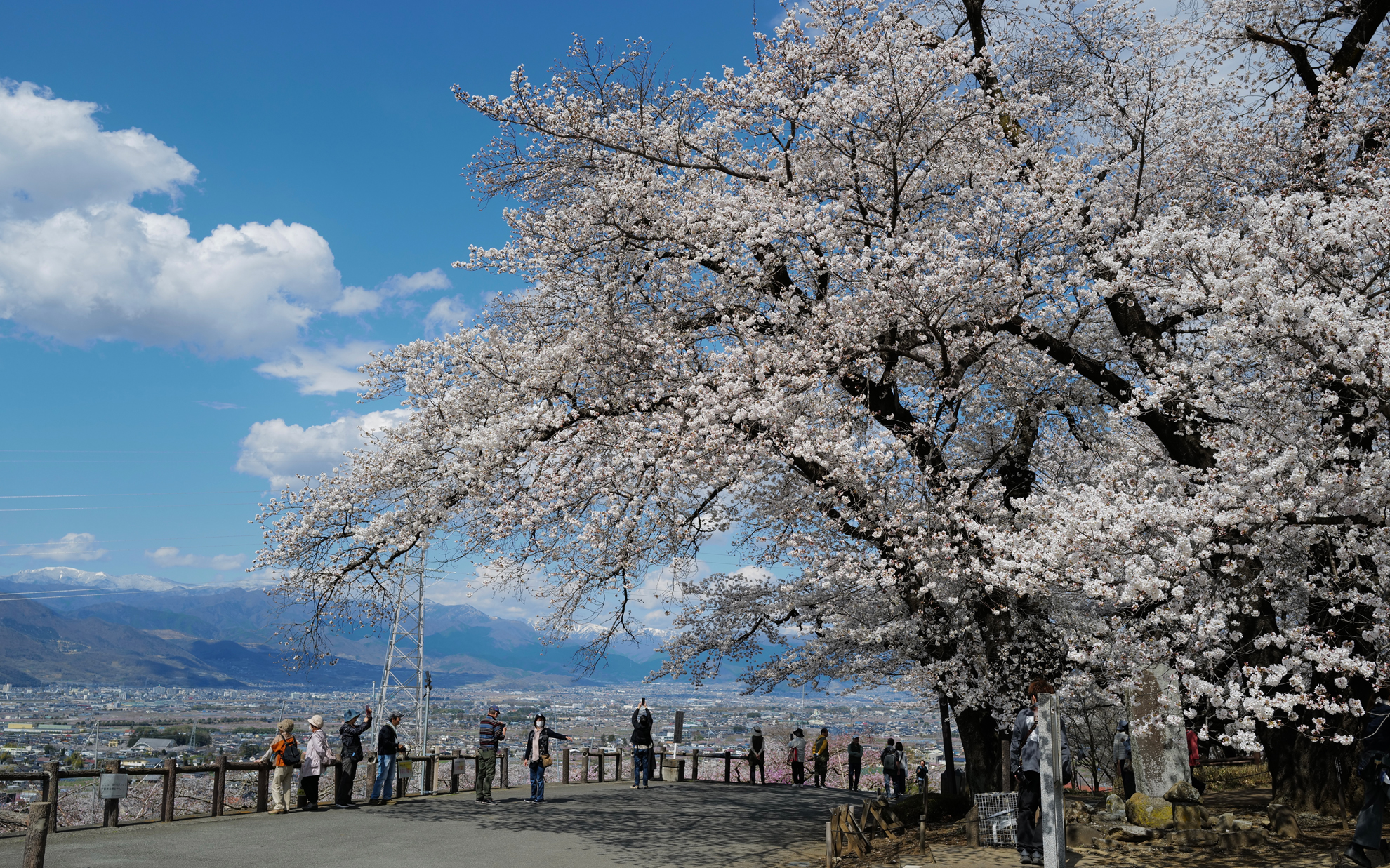 見事な桜でした。