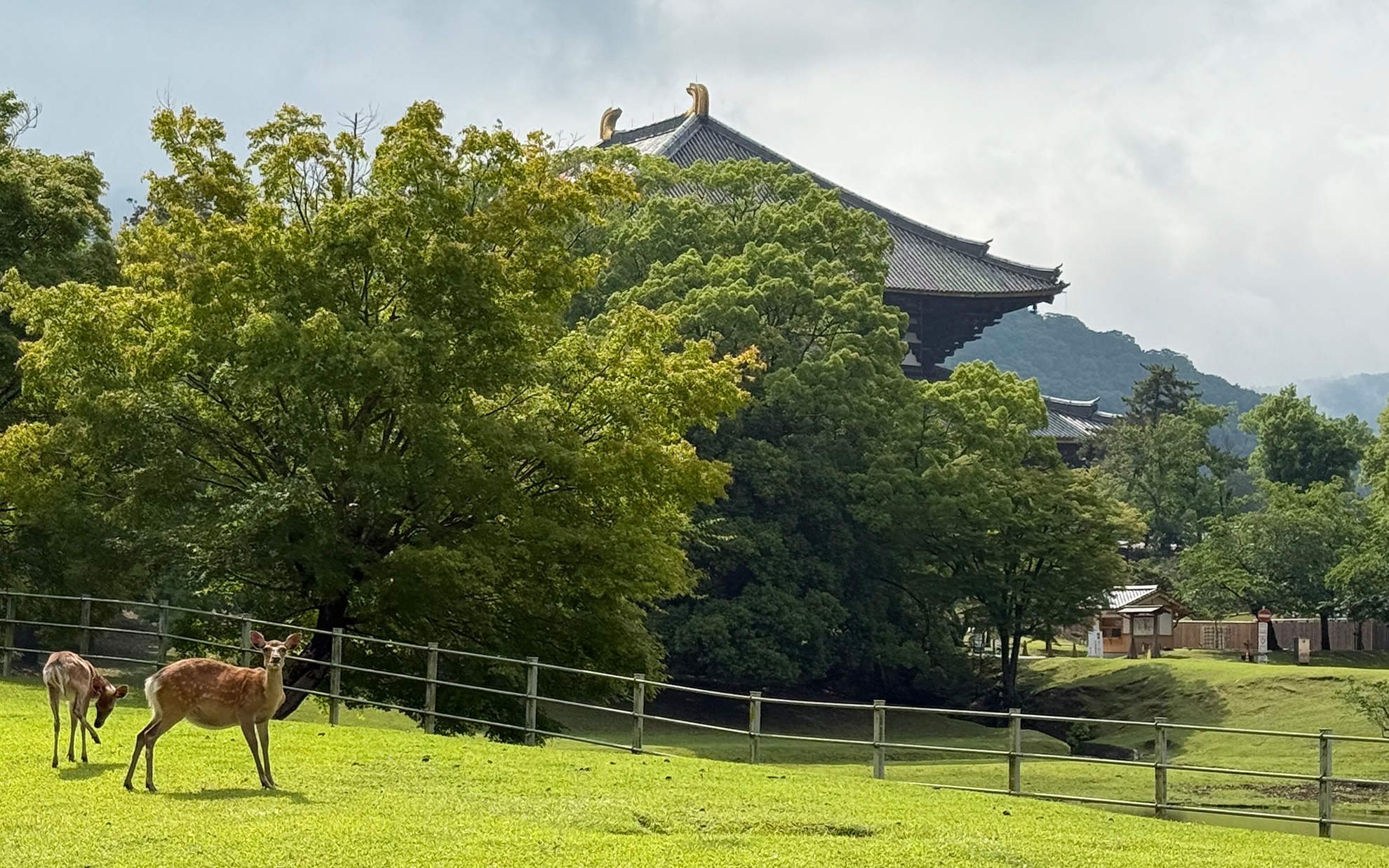 朝の東大寺。鹿さんが目線をくれた。
