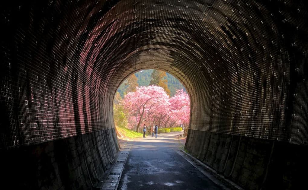 河津桜