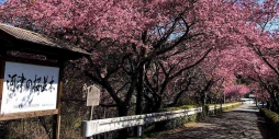 長篠の河津桜を見に行ってきました。