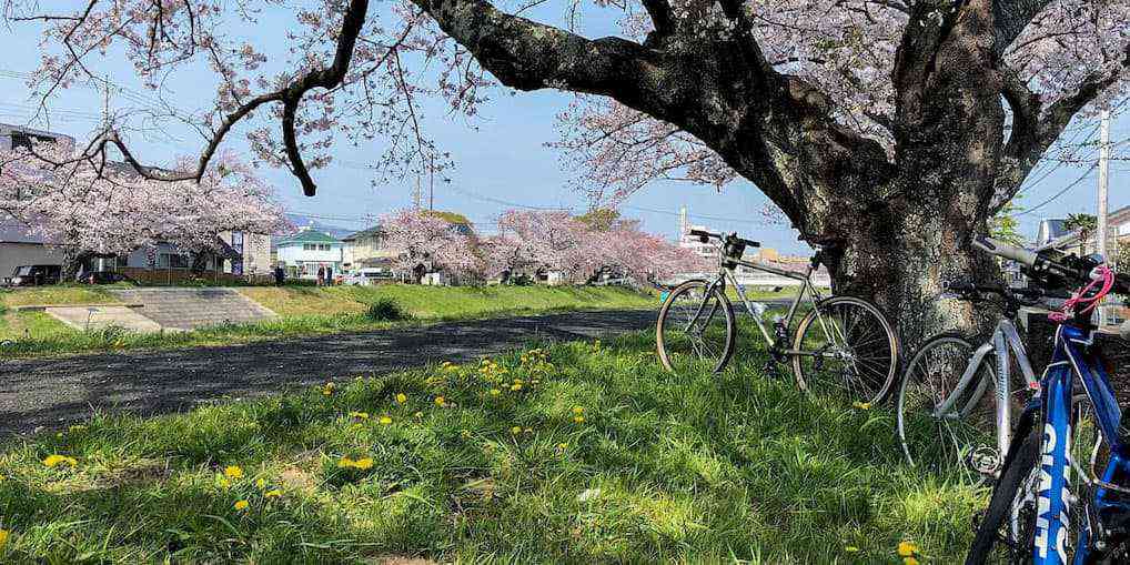 豊川市桜めぐり2019