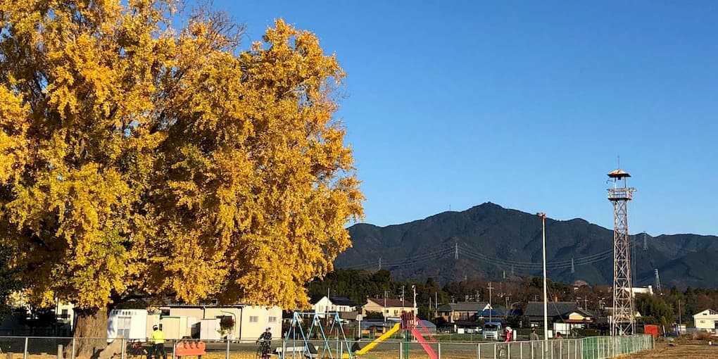 大和の大イチョウ