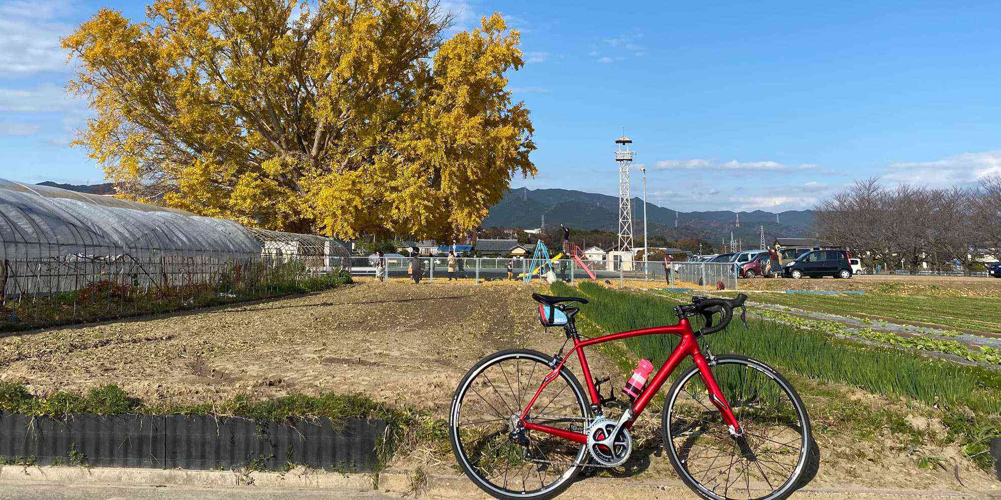 時は師走、イチョウおじさんと化した。